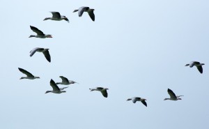 Migratory-Flock of birds